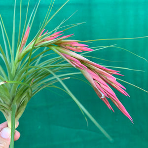 Tillandsia - Bob Holm’s Beauty ex. PT