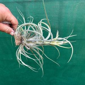 Tillandsia - baileyi x seleriana ex. JO