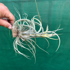 Tillandsia - baileyi x seleriana ex. JO NEW