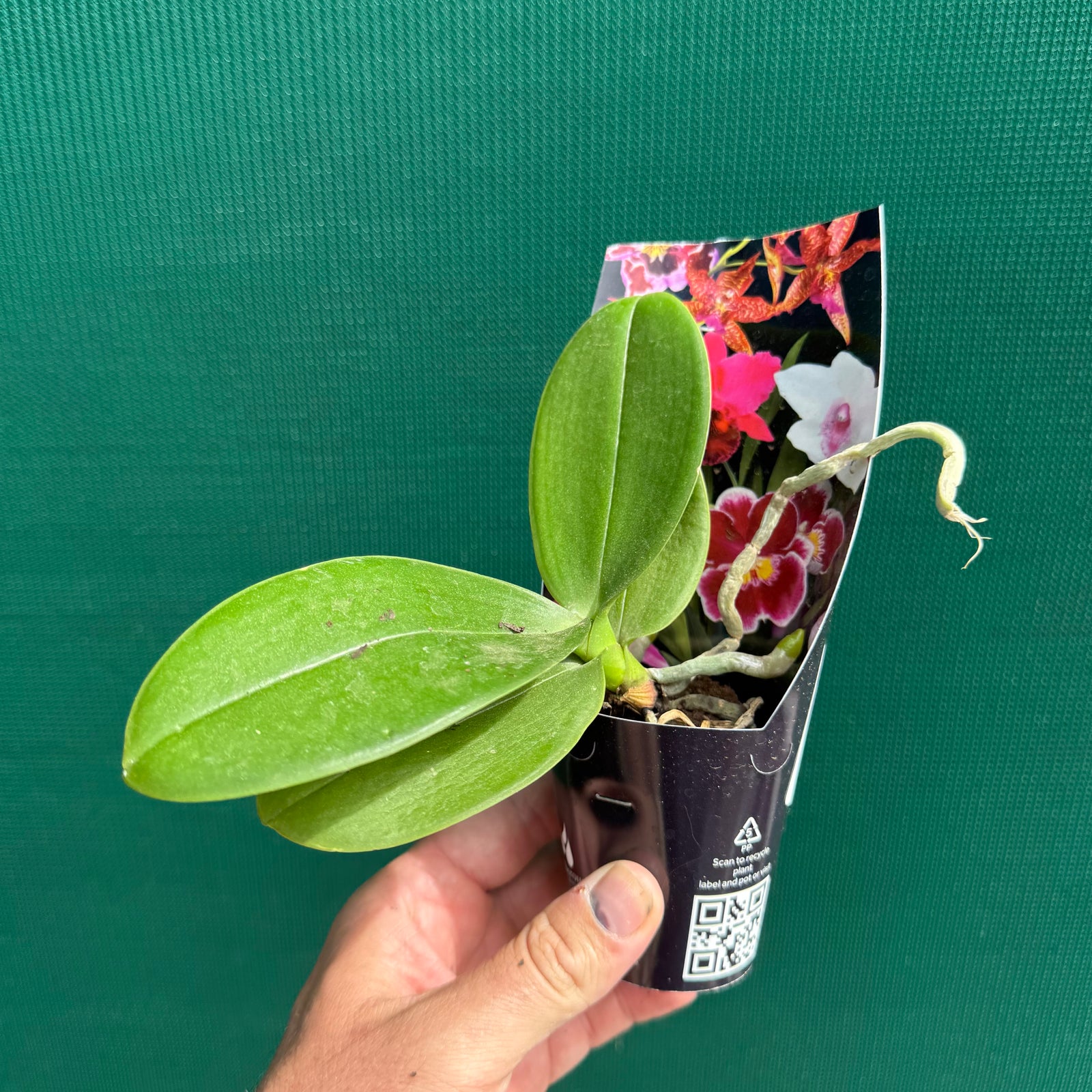 Phalaenopsis ‘Snowflake’ NEW