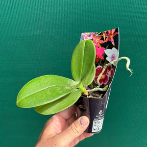 Phalaenopsis ‘Snowflake’ NEW