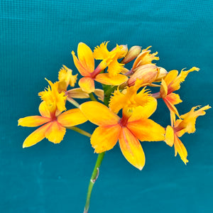 Epidendrum ‘Topaz Butterball Beacon’