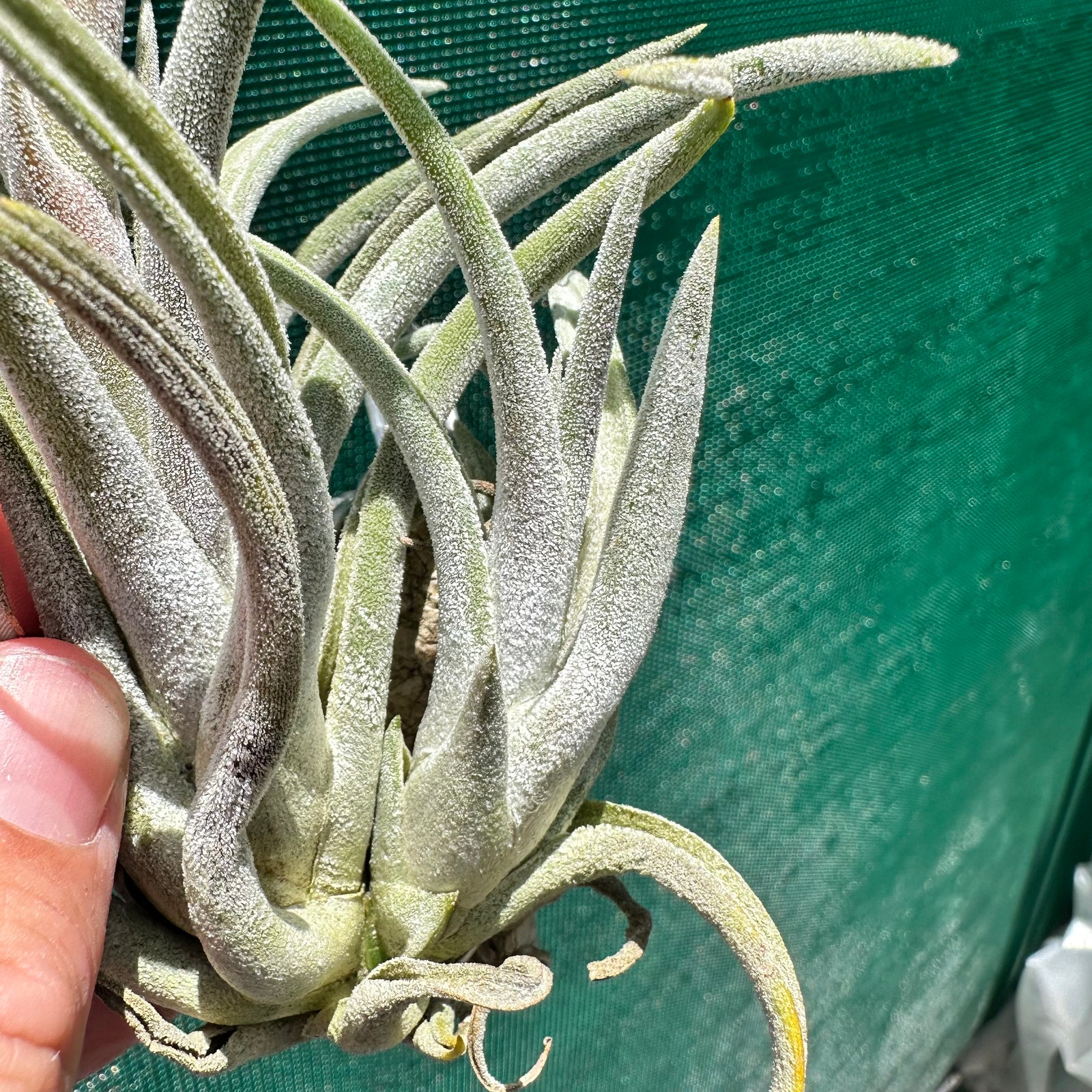Tillandsia - klausii ex. BD