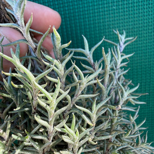 Tillandsia - capillaris ‘Pitchfork’ NEW