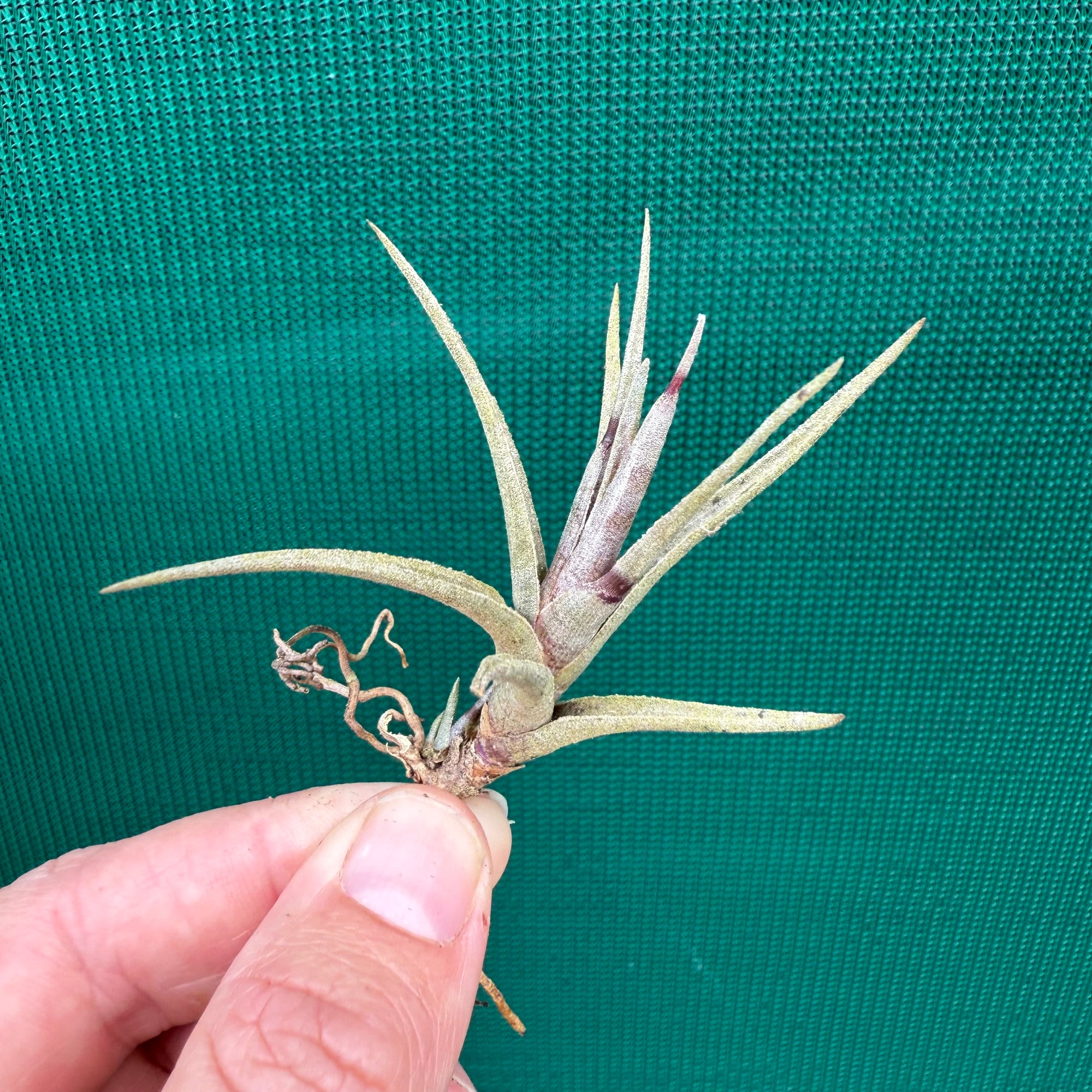 Tillandsia - Margarite ex. PT NEW