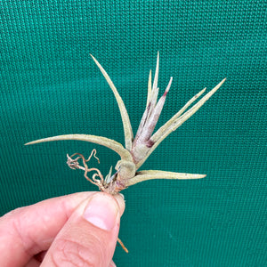 Tillandsia - Margarite ex. PT NEW