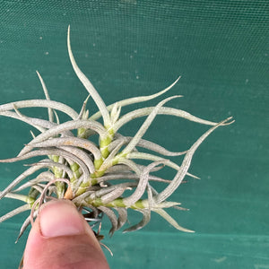 Tillandsia - retorta NEW