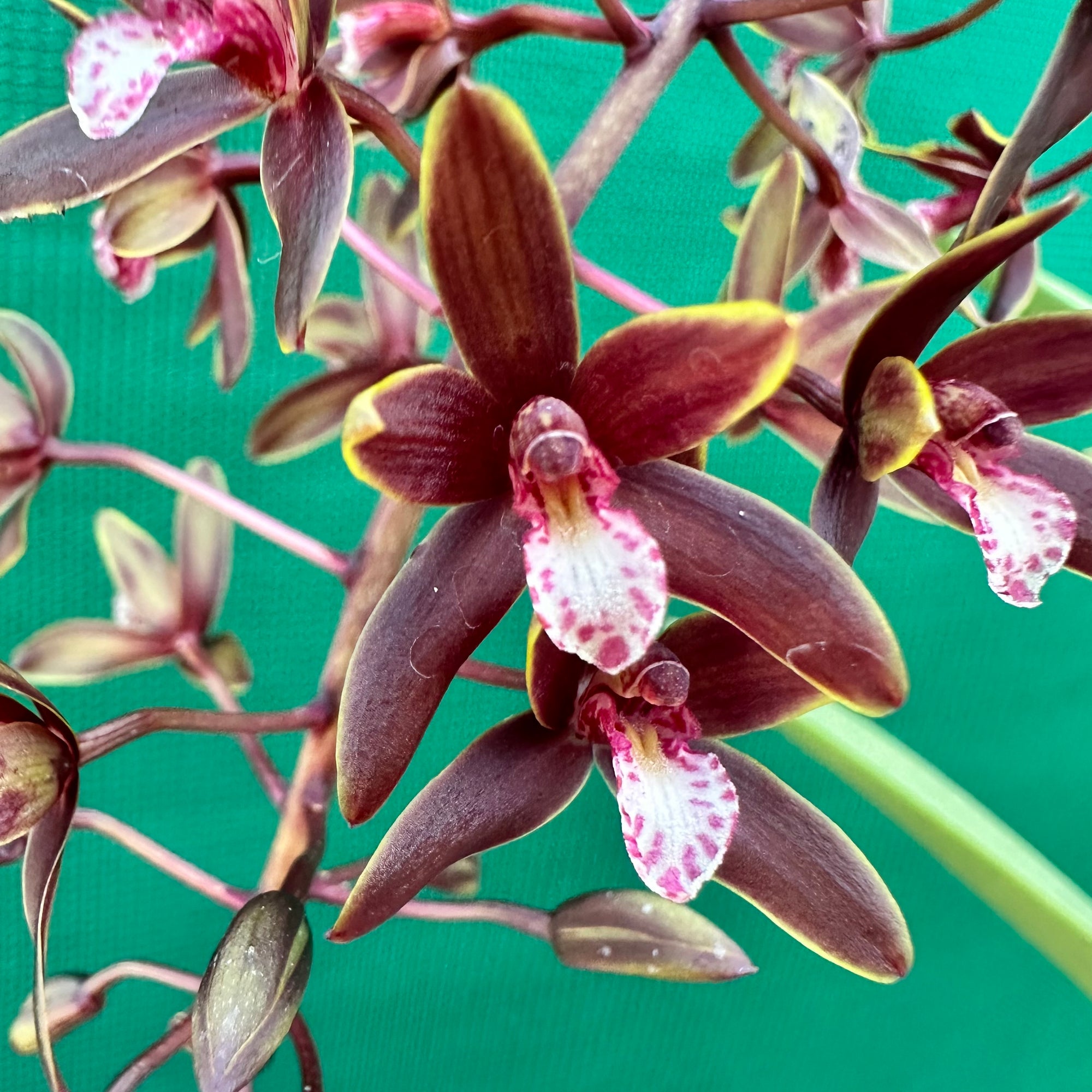 Orchid - Cymbidium canaliculatum f. sparkesii NEW