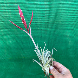 Tillandsia - lorentziana ‘Dark Red’ ex. LH