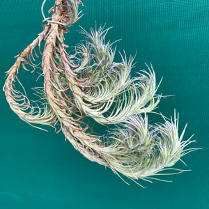 Tillandsia Silver Comb (Mature Clump) NEW