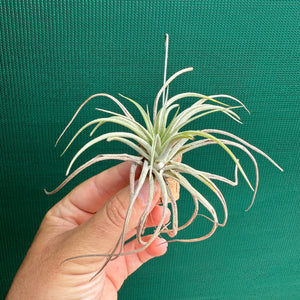 Tillandsia - Murgon ex. SL NEW