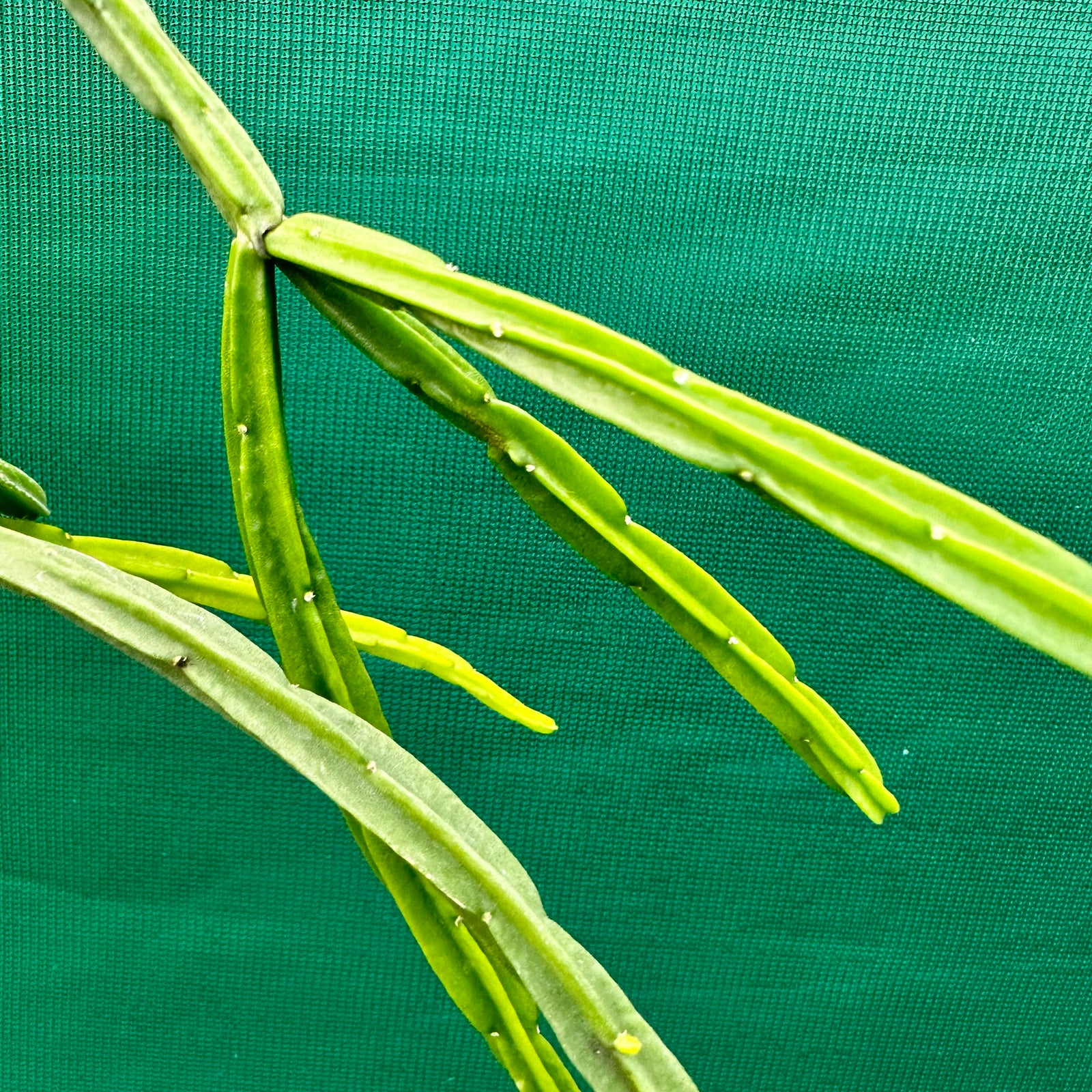 Rhipsalis pentaptera Wide - R32