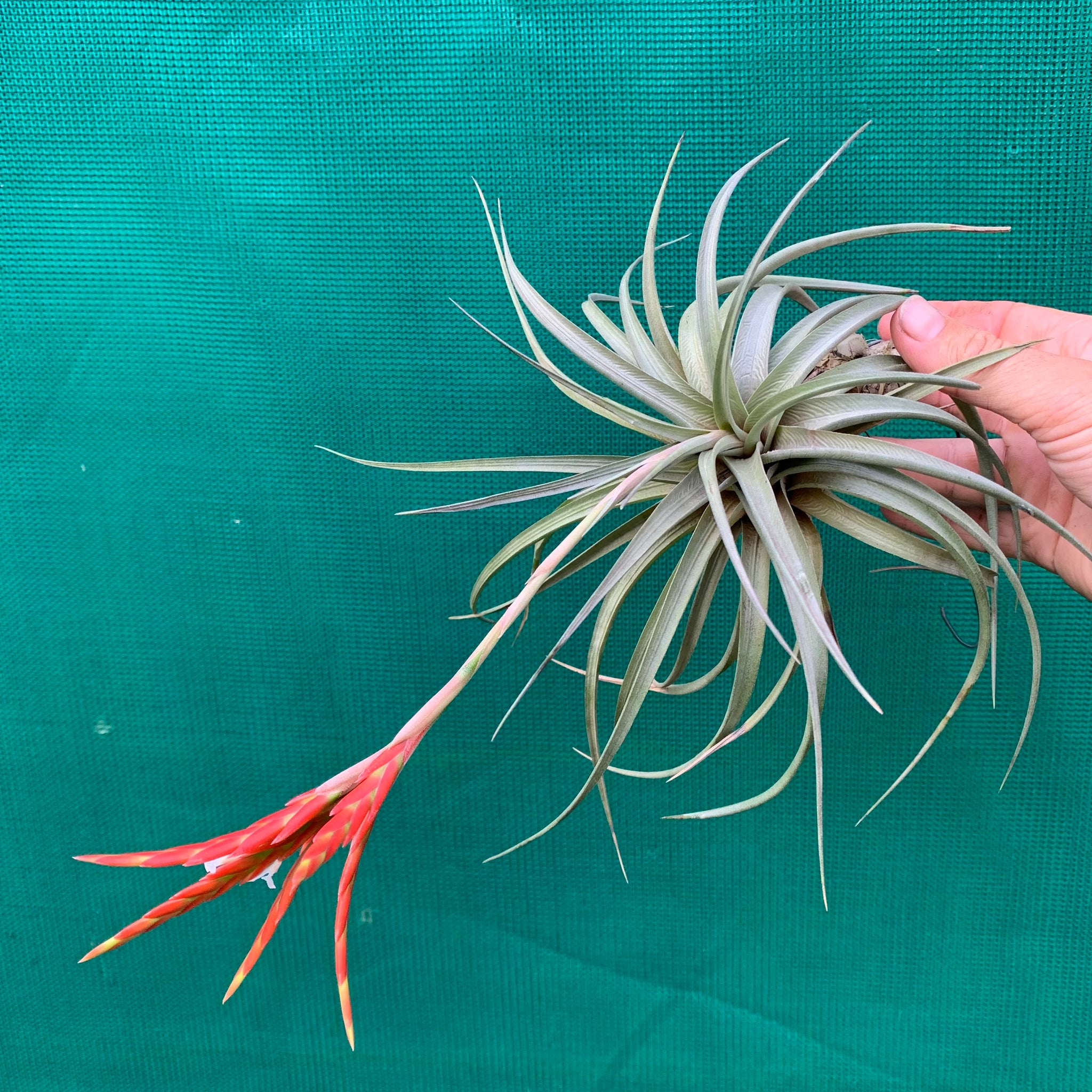 vernicosa air plant Tillandsia - vernicosa ex. PB