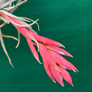 Tillandsia - Pink Patches