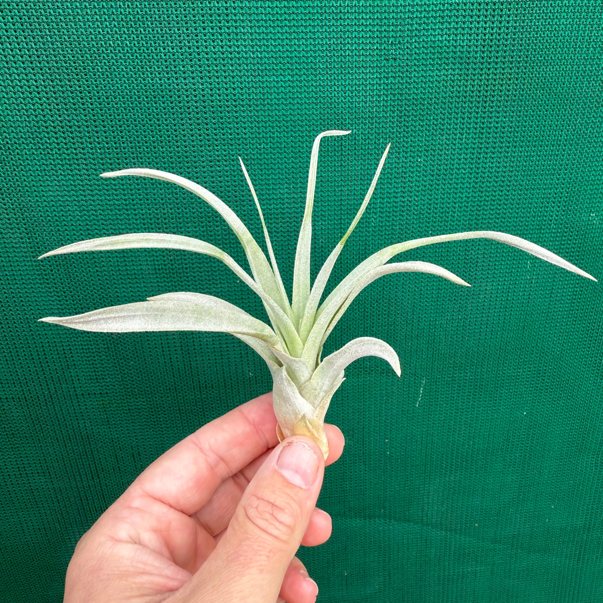 air plant queen Tillandsia - Queen's Delight