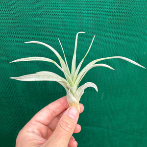 Tillandsia - Queen’s Delight