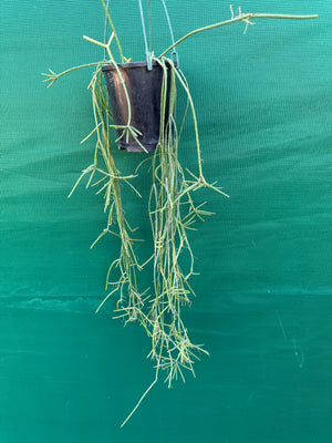 Rhipsalis neves-armondii - R11