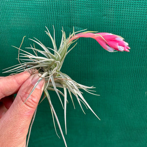 Tillandsia - recurvifolia x tenuifolia ex. CB