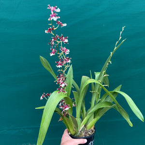 Oncidium Aka Baby ‘Raspberry Chocolate’ NEW