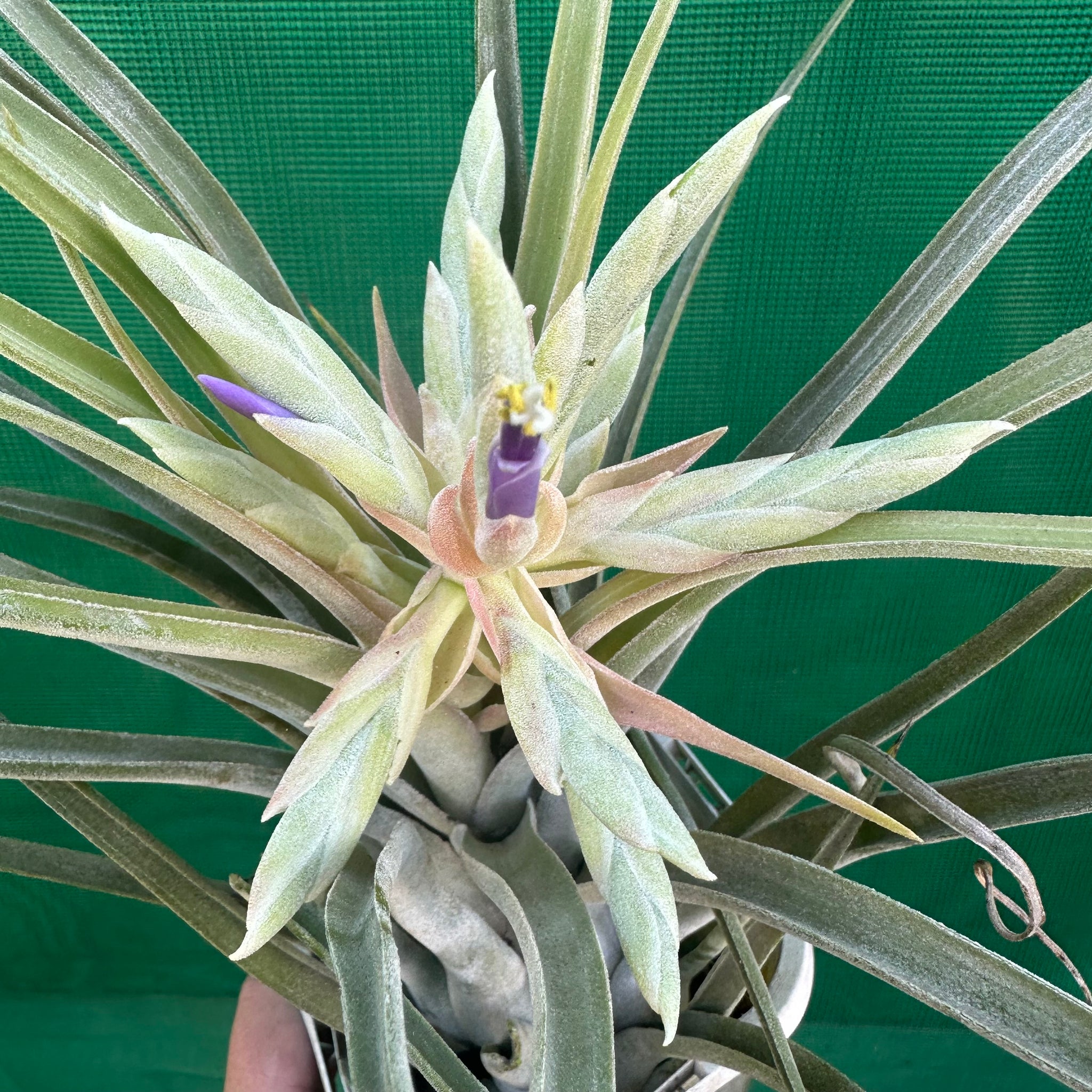 giant air plants Tillandsia - Ty 'Giant Silver' RFI
