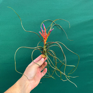 Tillandsia - bulbosa