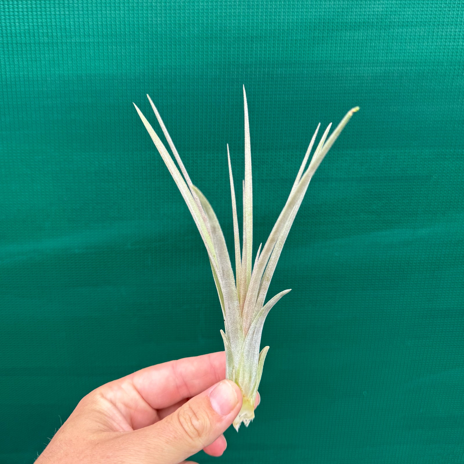 Tillandsia - Buck Compton ex. RFI NEW