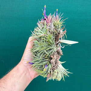 Tillandsia ionantha ‘BOE750’ (Mature Clump) NEW