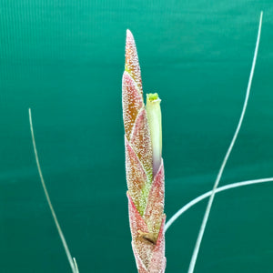 Tillandsia - juncea x schiedeana ex. BH