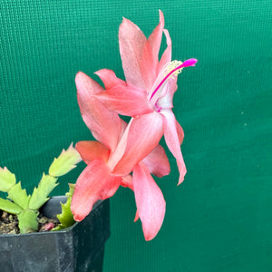 Zygocactus Blazing Fantasy