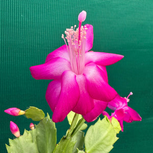 Zygocactus Thor Sharon