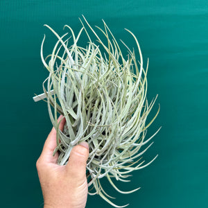 Tillandsia glabrior (Mature Clump) NEW