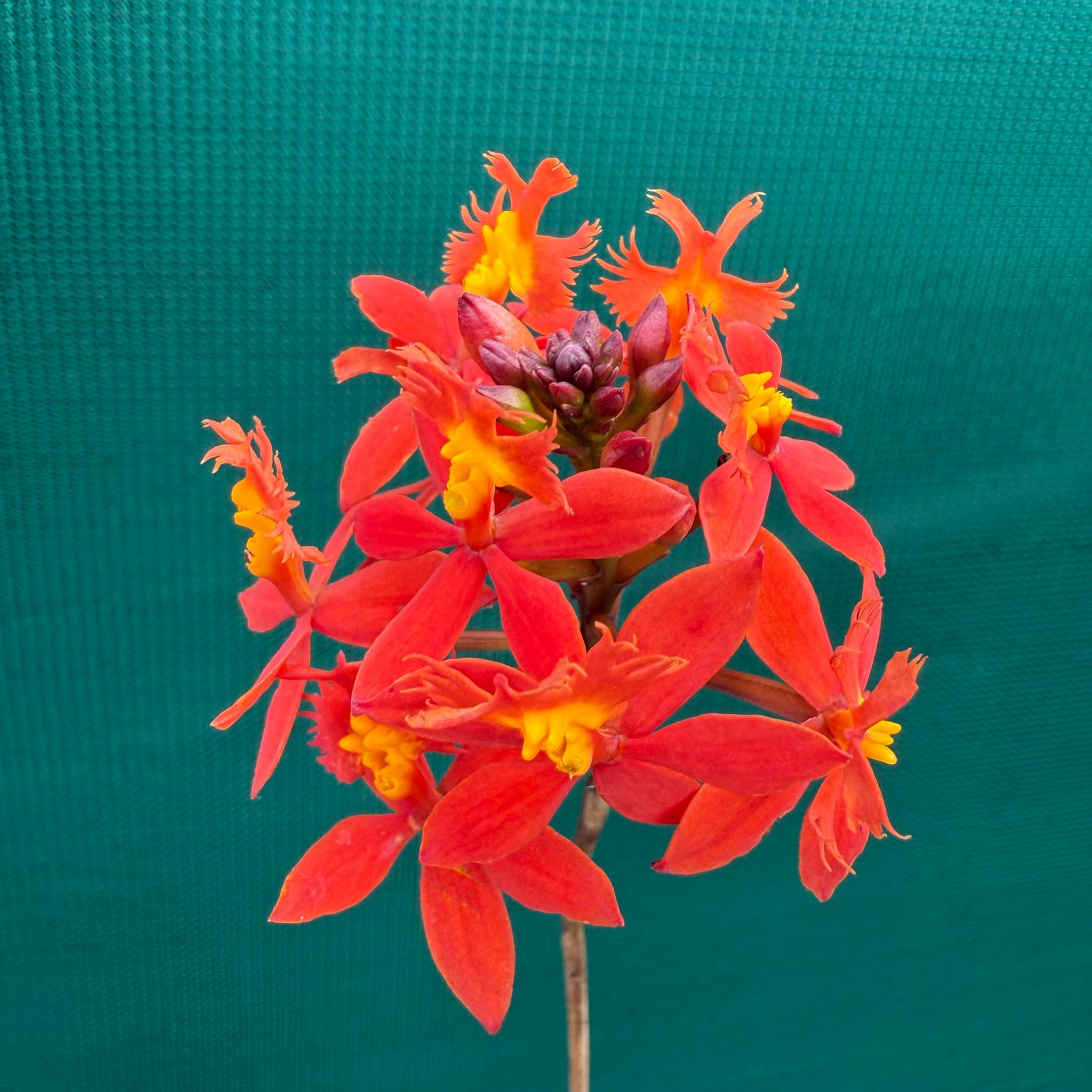 Epidendrum ‘Hybrid Orange’