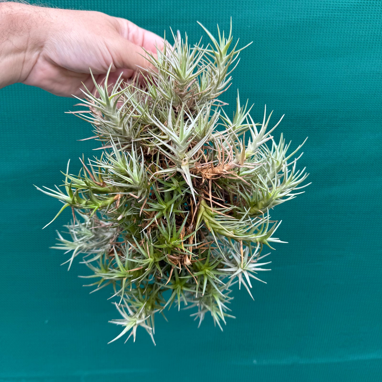 Tillandsia cocoensis (Mature Clump) NEW