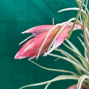 Tillandsia - Leon ‘Pink Bract’ ex. PT NEW