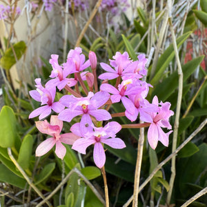 Epidendrum ‘Mini Purple’ NEW