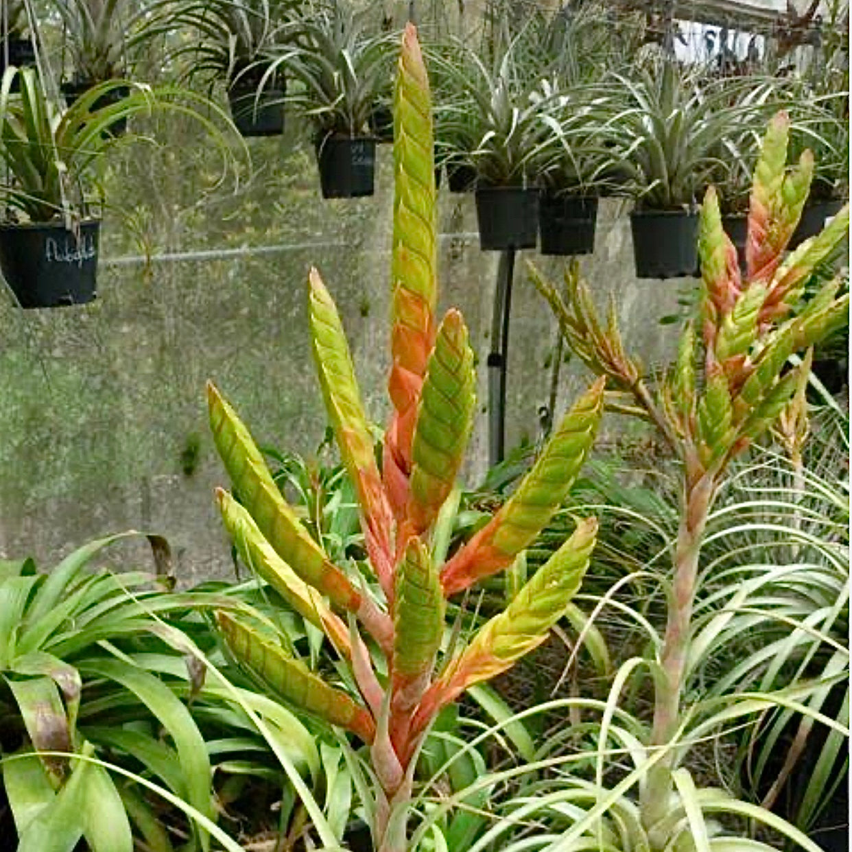 Tillandsia - Bob’s Amigo ex. GK