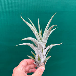 Tillandsia - Hildae NEW