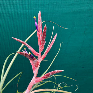 Tillandsia - Kacy ex. NR