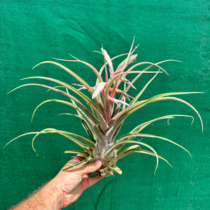 Tillandsia - Seleptron ex. PT