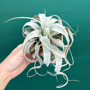 Tillandsia - xerographica