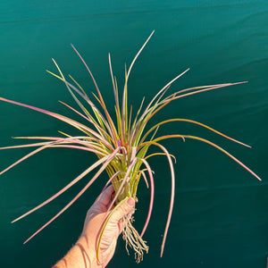 Tillandsia - ionantha x makoyana (Nat. Hybrid) ex. PT NEW