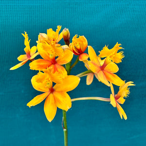 Epidendrum ‘Topaz Butterball Beacon’