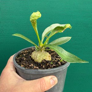 Ant Plant - Myrmecodia beccarii
