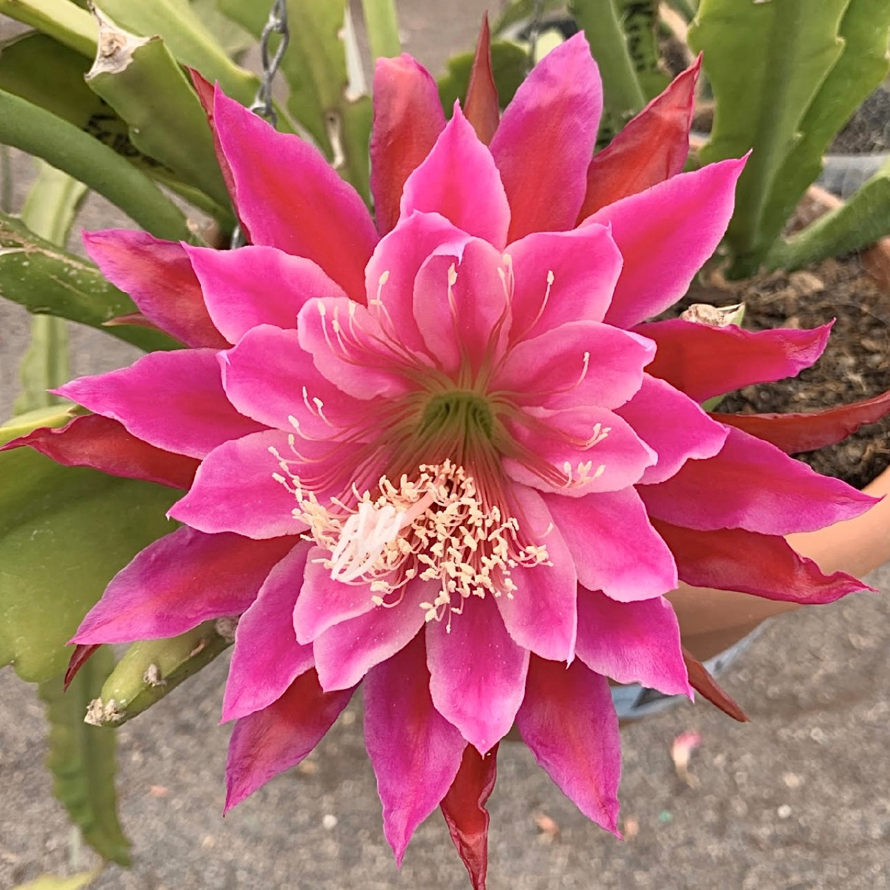 Epi. Hybrid Kiwi Crystal Palace EH62