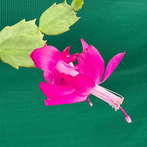 Zygocactus Thor Sharon