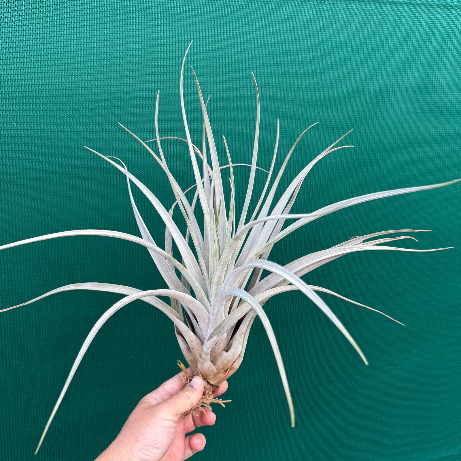 Tillandsia - lenca NEW