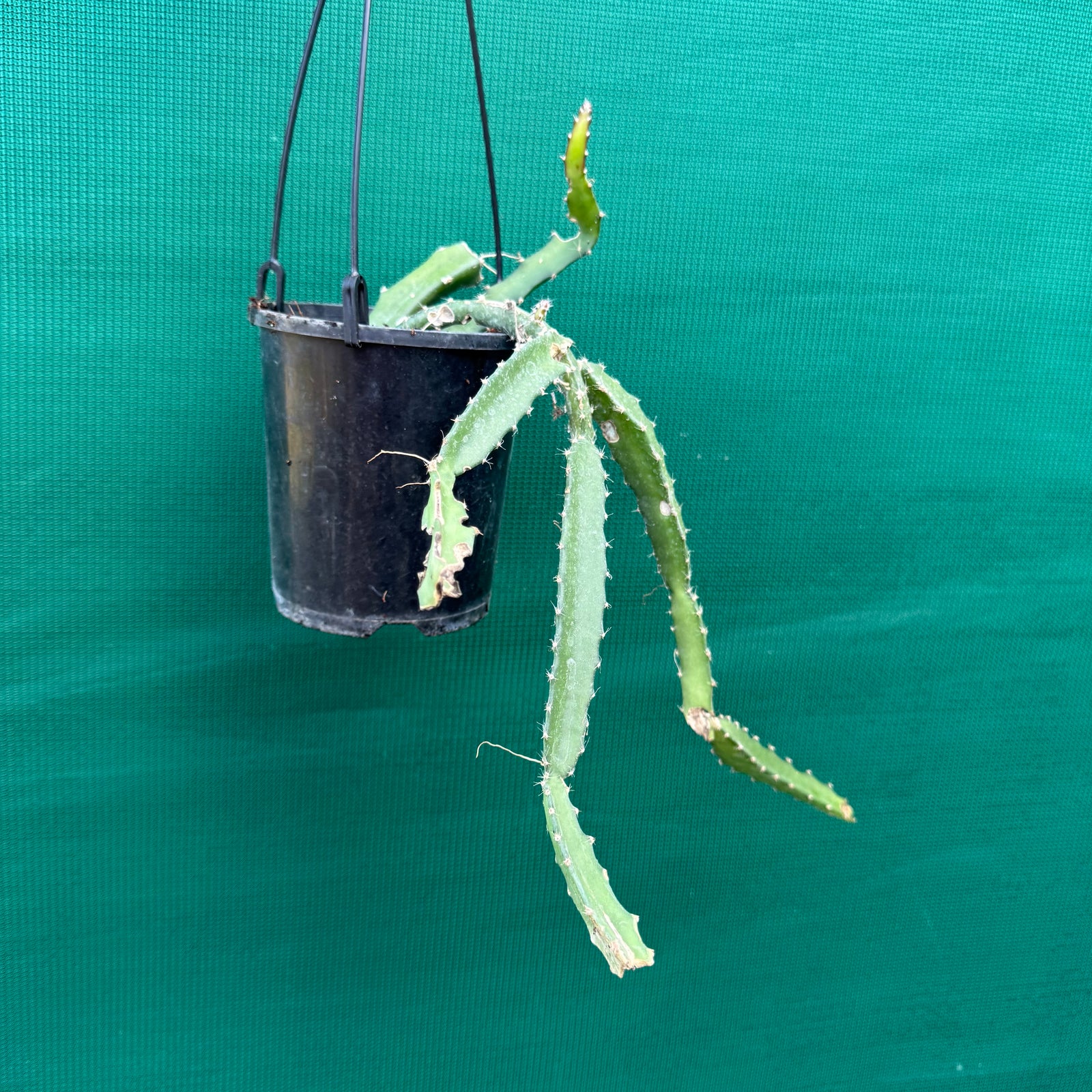 Selenicereus setaceus EP20