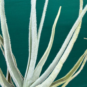 Tillandsia - retrorsa ex. BH NEW