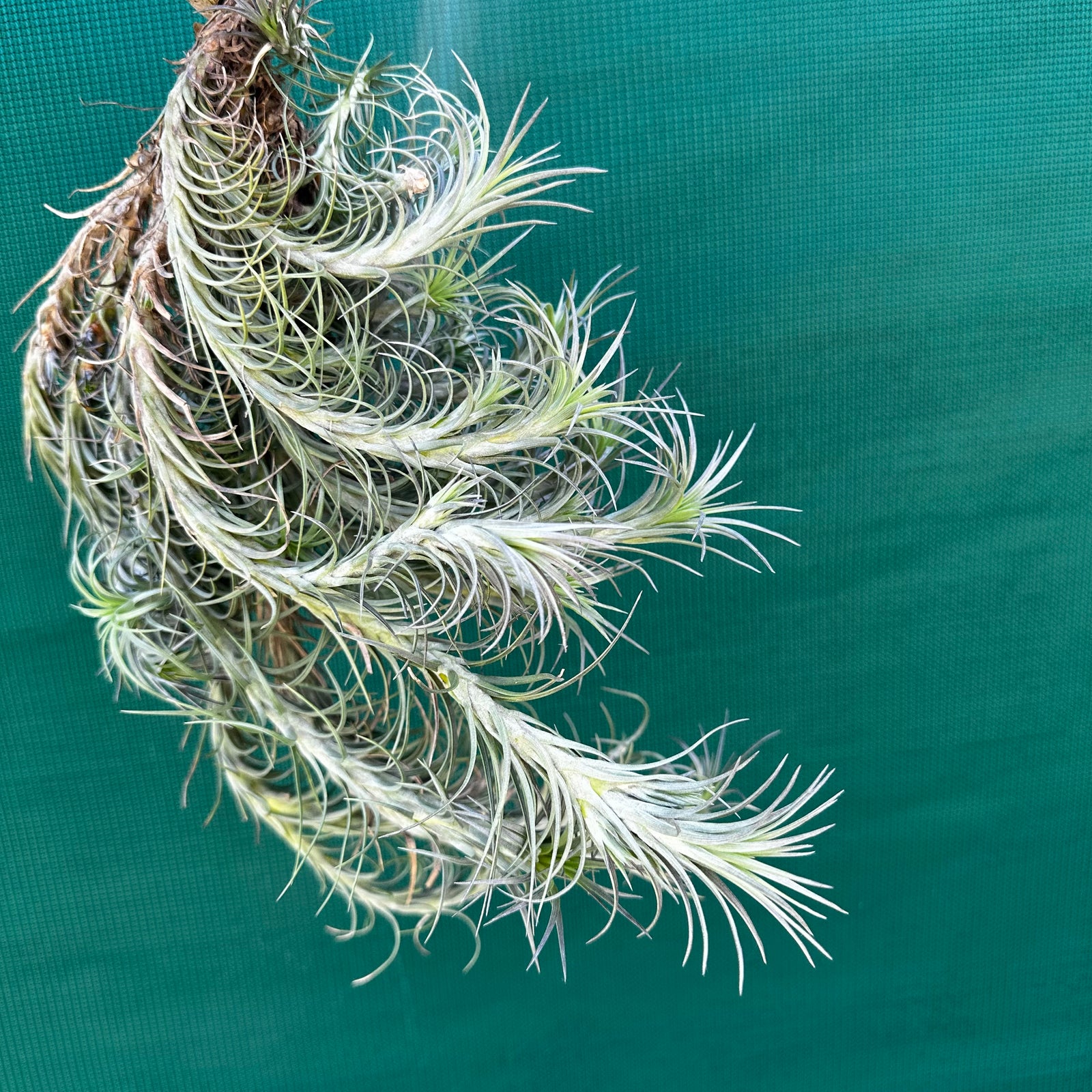 Tillandsia - Silver Comb ex. RFI