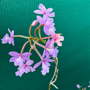 Epidendrum ‘Mini Purple’ NEW